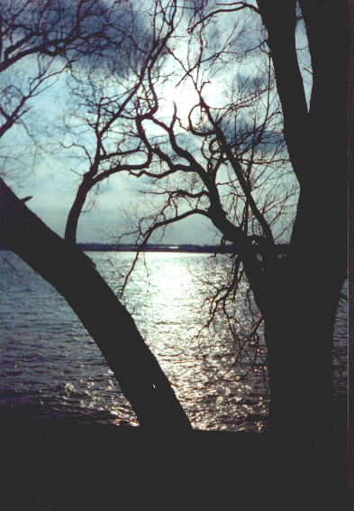 treeset.jpg - 46624 Bytes